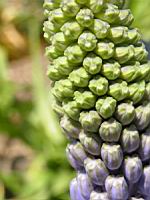 Scilla Persica (fam. Liliacees)(Asie Mineure) (04) (Photo F. Mrugala)